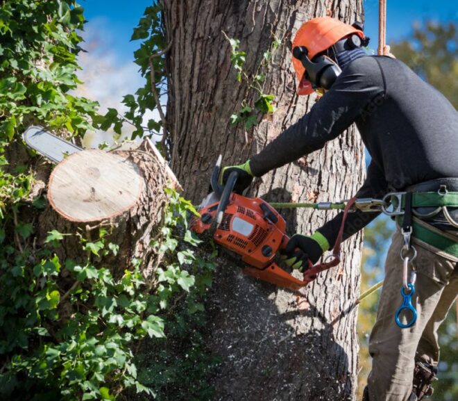 How Much Does Tree Removal Cost? A Sydney Homeowner’s Guide