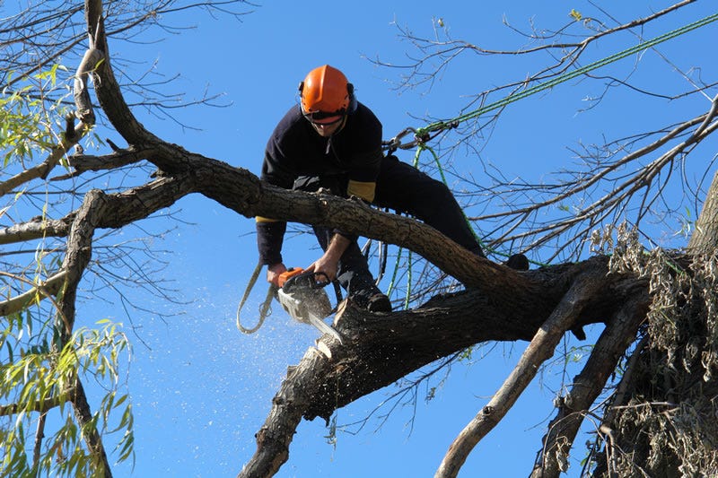 tree stump removal