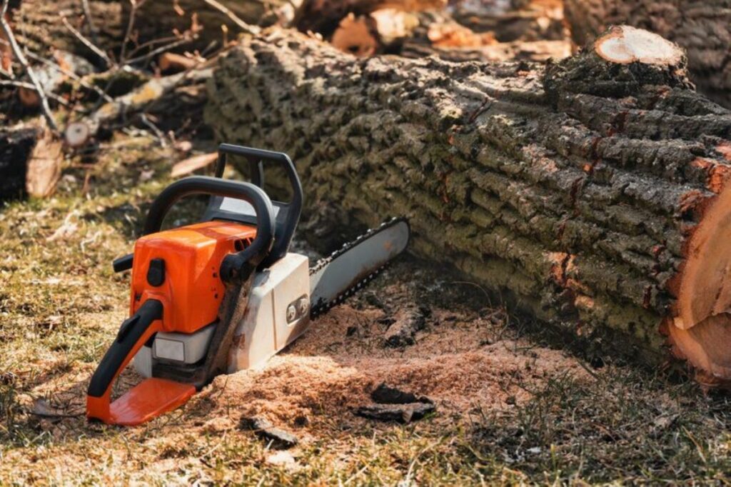 tree stump removal