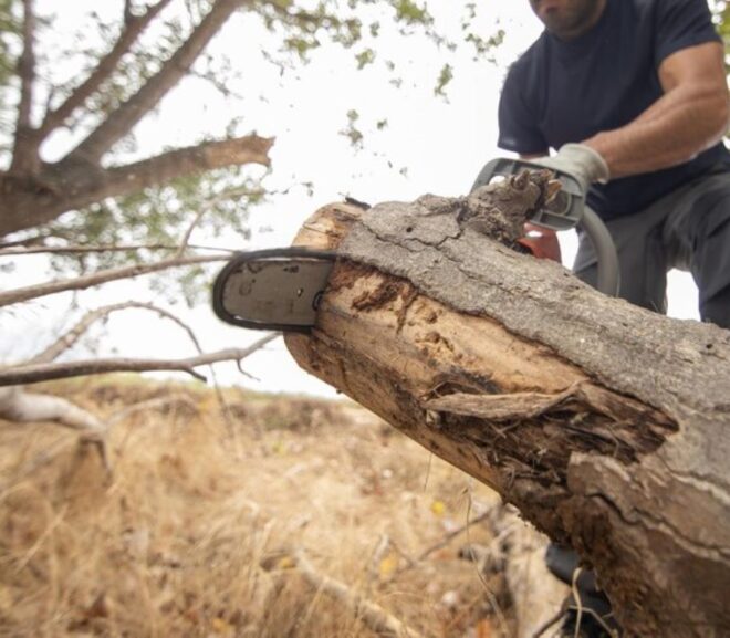 Finding Reliable Tree Removal Services Near Me