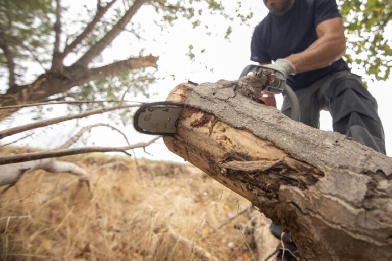 tree stump removal