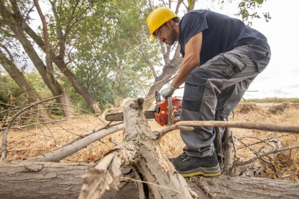 tree removal sydney