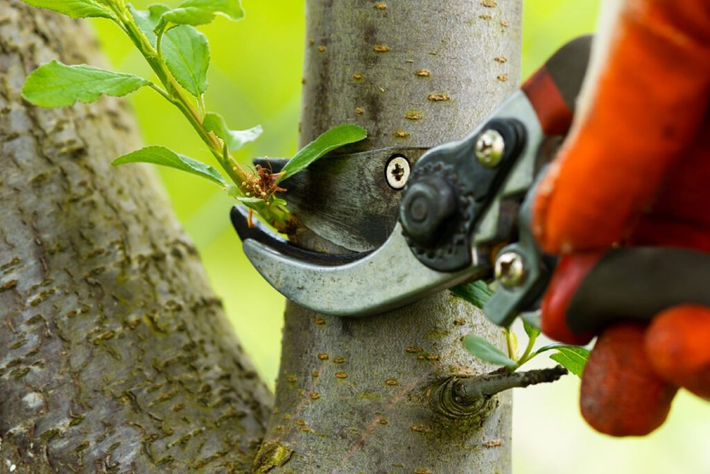 tree trimming