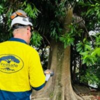 Tree Lopping in Sydney: What You Need to Know Before You Book