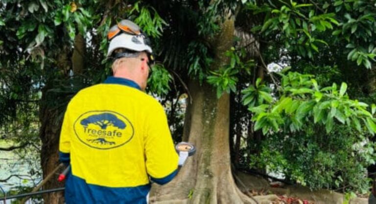tree removal