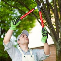 Tree Trimming vs Tree Pruning: Do They Mean the Same Thing in Sydney?